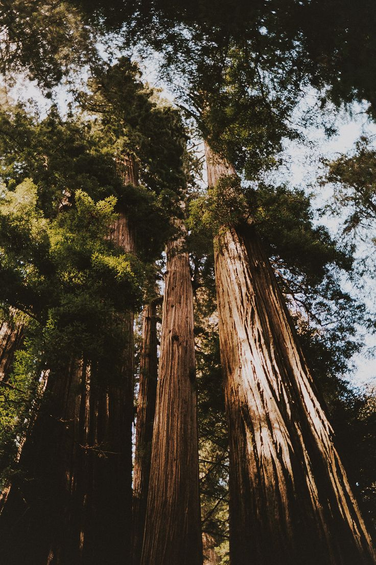 Tall redwood avenue in Britain